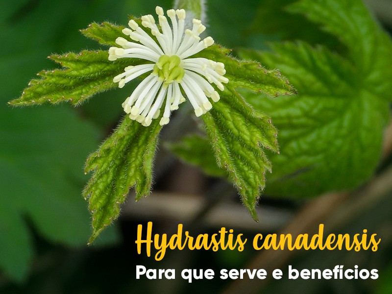 Hydrastis canadensis em gotas: para que serve e benefcios